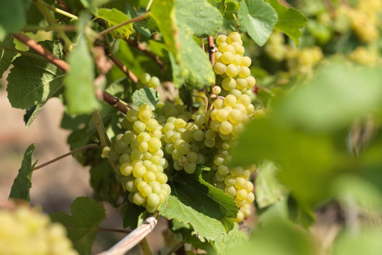 Weinmotel Simon 1 A Alzenau in Unterfranken Luaran gambar